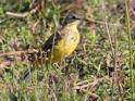 Grey Wagtail-9098.jpg